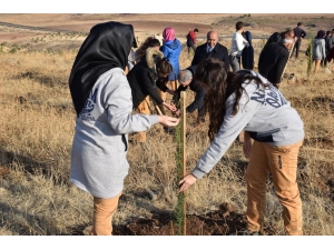 Öğretmenler Adına Fidan Dikildi