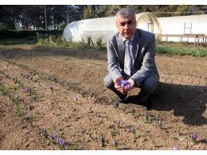 Dünyanın En Pahalı Bitkisinin Gramı 100 Lira