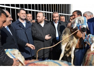 Çiftçilere Damızlık Koç Desteği