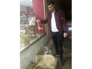 Hasta Sokak Köpeğine Serum Bağlattı