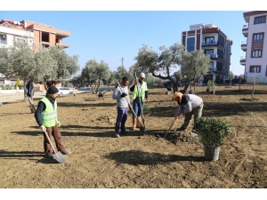 Turgutlu’da Ağaçlandırma Çalışması
