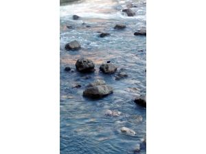 Nehirde Mahsur Kalan Yavru Kediyi Cankur Kurtardı