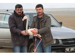 Yaralı Flamingo Sağlığına Kavuşacak