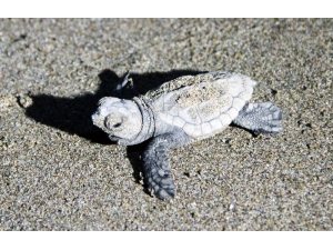 227 Bin 696 Caretta Caretta Yavrusu Denizle Buluştu