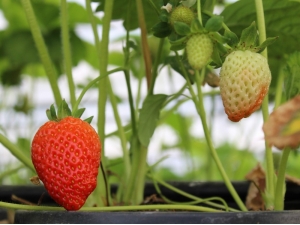 Jeotermal Geri Dönüşüm Suyu İle Isıtılan Serada Çilek Üretimine Başlandı