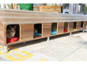 Sokak Kedilerine Bakım Merkezi