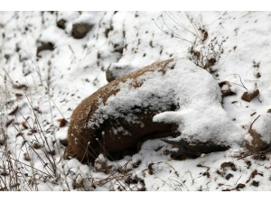 Tunceli’deki Keçi Ölümlerinin Nedeni Belli Oldu