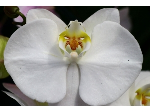 Orkide İthalatına Adana’dan Yerli Ve Milli Çözüm