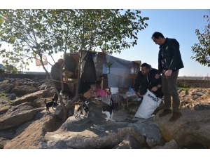 19 Yıldır Emekli Maaşını Sokak Kedilerine Harcıyor