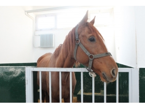 İşçilerin Bulduğu Safkan İngiliz Atı İyileşti