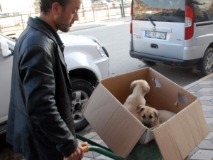 Hasta Olan Yavru Köpeklerini Veterinere El Arabasıyla Taşıdı