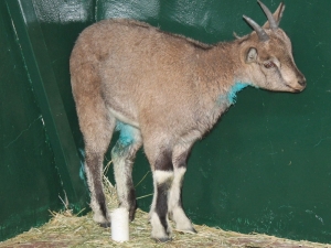 Köpeklerin Yaraladığı Dağ Keçisi Tedavi Altına Alındı