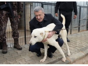 Akbaşlar Asayiş Köpeği Olacak