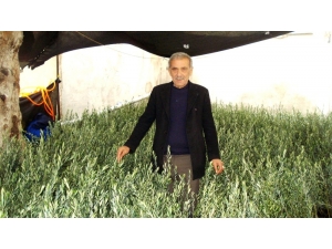 Sarıgöl Ziraat Odası’ndan 15 Bin Zeytin Fidanı