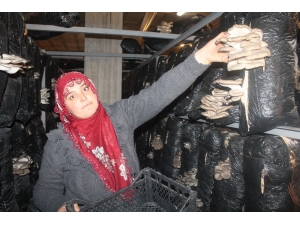 Kadın Çiftçi Aldığı Hibeyle İstiridye Mantarı Yetiştiriyor