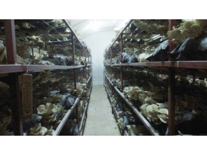 İstiridye Mantarı Yüz Güldürüyor