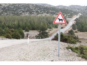 Sürücüler Levhalarla Yılkı Atlarına Karşı Uyarılacak