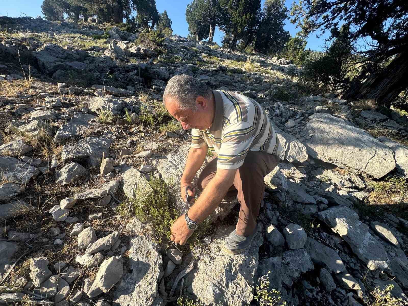 toros-daglari-nda-kekik-mesaisi-basladi-demeti-50-liradan-satiliyor