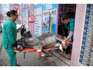 Yaralı Eşek İçin Seferberlik