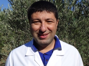 Sağlık İçin Zeytinyağında Erken Hasat Ve Soğuk Sıkımı Tercih Edin