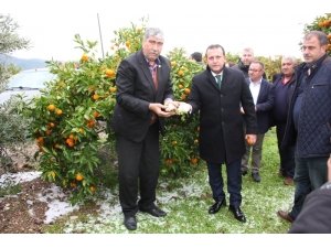 Başkan Soylu Mandalina Üreticisinin Yanında