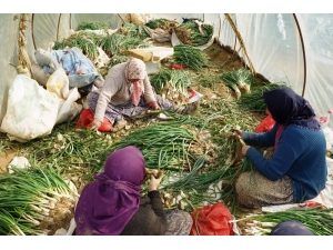 Yağmur Çamur Demeden Soğan İşliyorlar