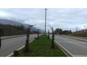 Simav’da Kaldırım Ve Refüjler Ağaçlandırılıyor