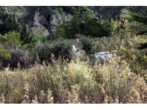 Hataylı Çiftçinin Doğa Sevgisi