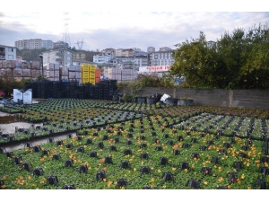 Alaplı’da Park Ve Bahçelerin Bakımı Sürüyor