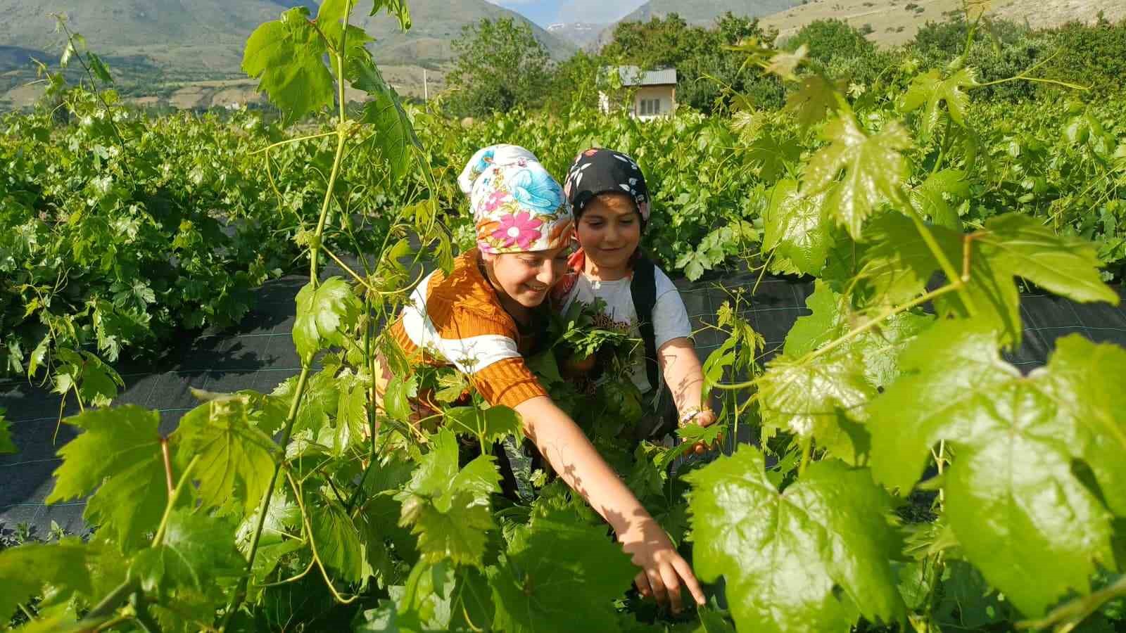 erzincan-da-uzumden-once-yaprak-hasadi-basladi