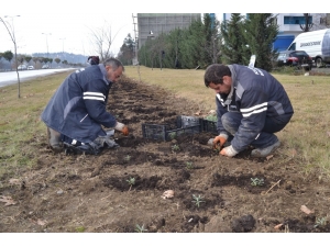Karabük Lavanta Kokacak