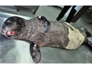 Fok Ölümlerinin Sebebi İnsanlar