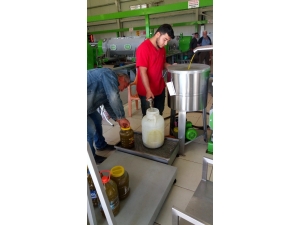 Döşemealtında Zeytin Hasadı