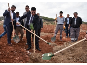 Kepez’e Bin Adet Çam Fıstığı