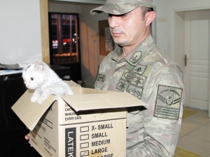 Askerden Yaralı Kediye Şefkat Eli