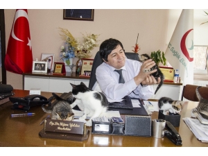 Hamile Kediye Başhekim Sahip Çıktı
