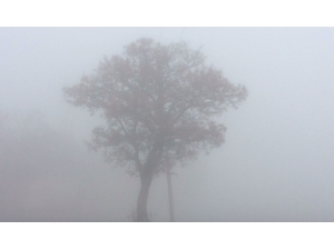 Elazığ’da Yoğun Sis