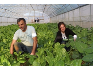 Pazarcılıktan Seracılığa