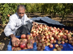 Nar Bu Yıl Üreticisini Memnun Etmedi
