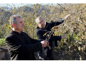Fındık Bahçelerine Düzenleme Önerisi