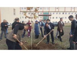 Bingöl’de Hastane Bahçesine Fidan Dikildi