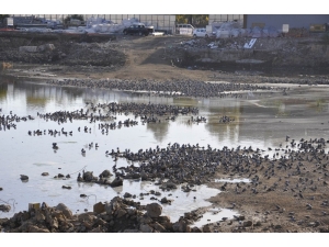 İnşaat Alanı Kuş Cennetine Döndü