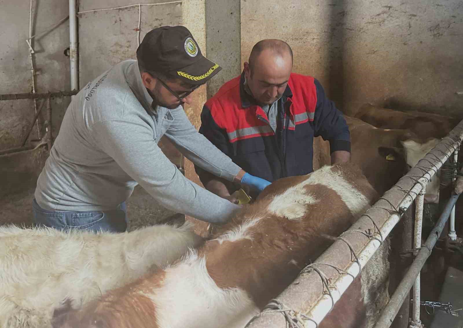 aydintepe-de-buyukbas-hayvanlara-sap-asilamasi-suruyor