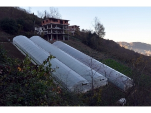 Dik Yamaçta Sera Olur Mu Demeyin