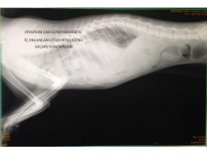 Fıtığı Yırtılan Kedi Sağlığına Kavuştu