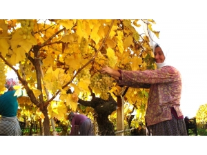 Sarıgöl’ün Bağları Da Üzümü De Sarıya Boyandı