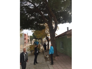 Saruhanlı’da Ağaçlara Kışlık Bakım