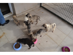 Ortaokul Öğrencileri Can Dostları Unutmadı