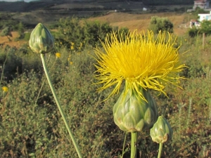 Kuşadası Tüllüşahı’nın Korunması İçin Çalıştay Düzenlendi