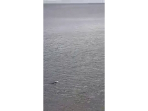 Kuşadası Milli Parkı’nda Akdeniz Foku Görüntülendi